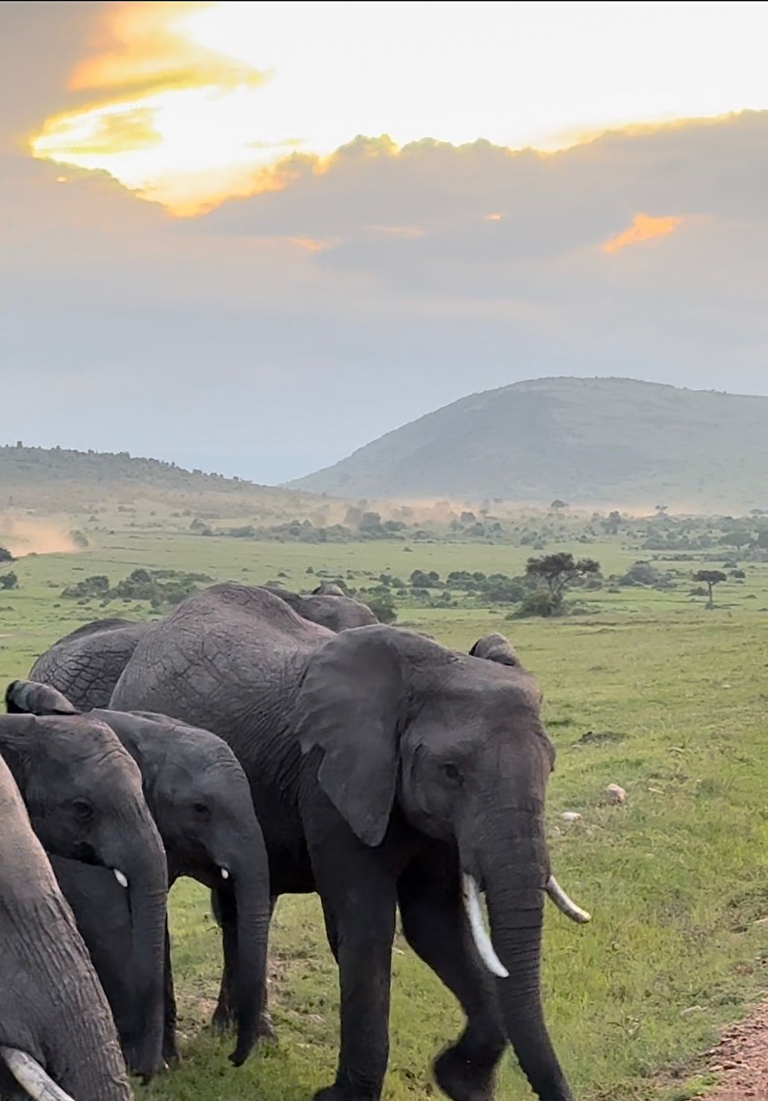 Masai Mara Sunset