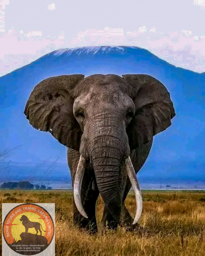 Amboseli Elephants