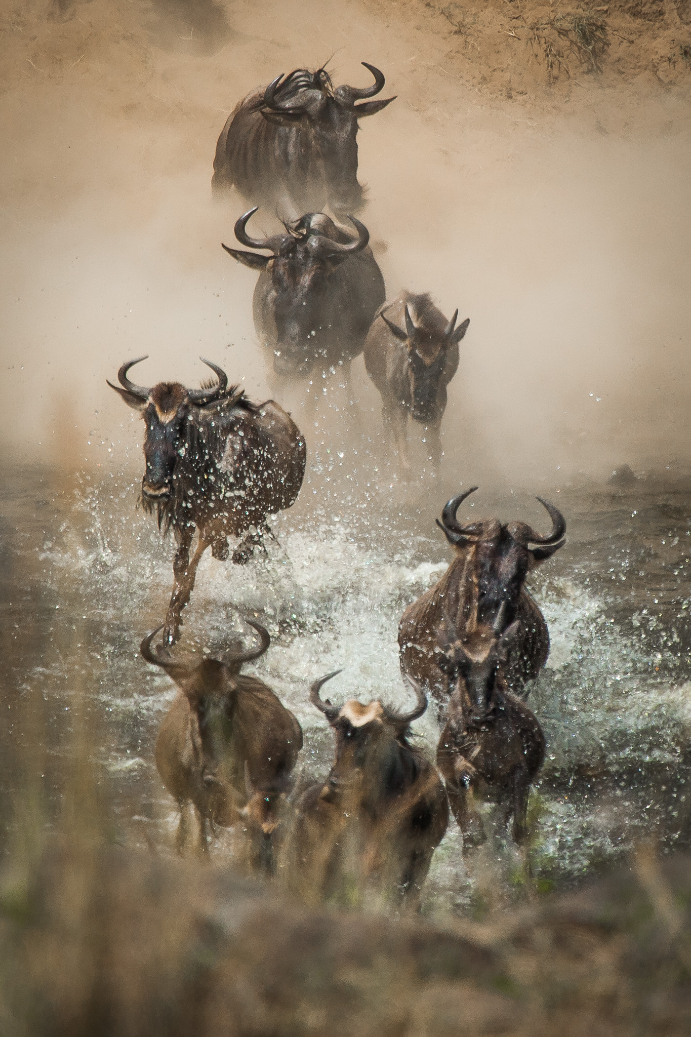 Great Migration Experience