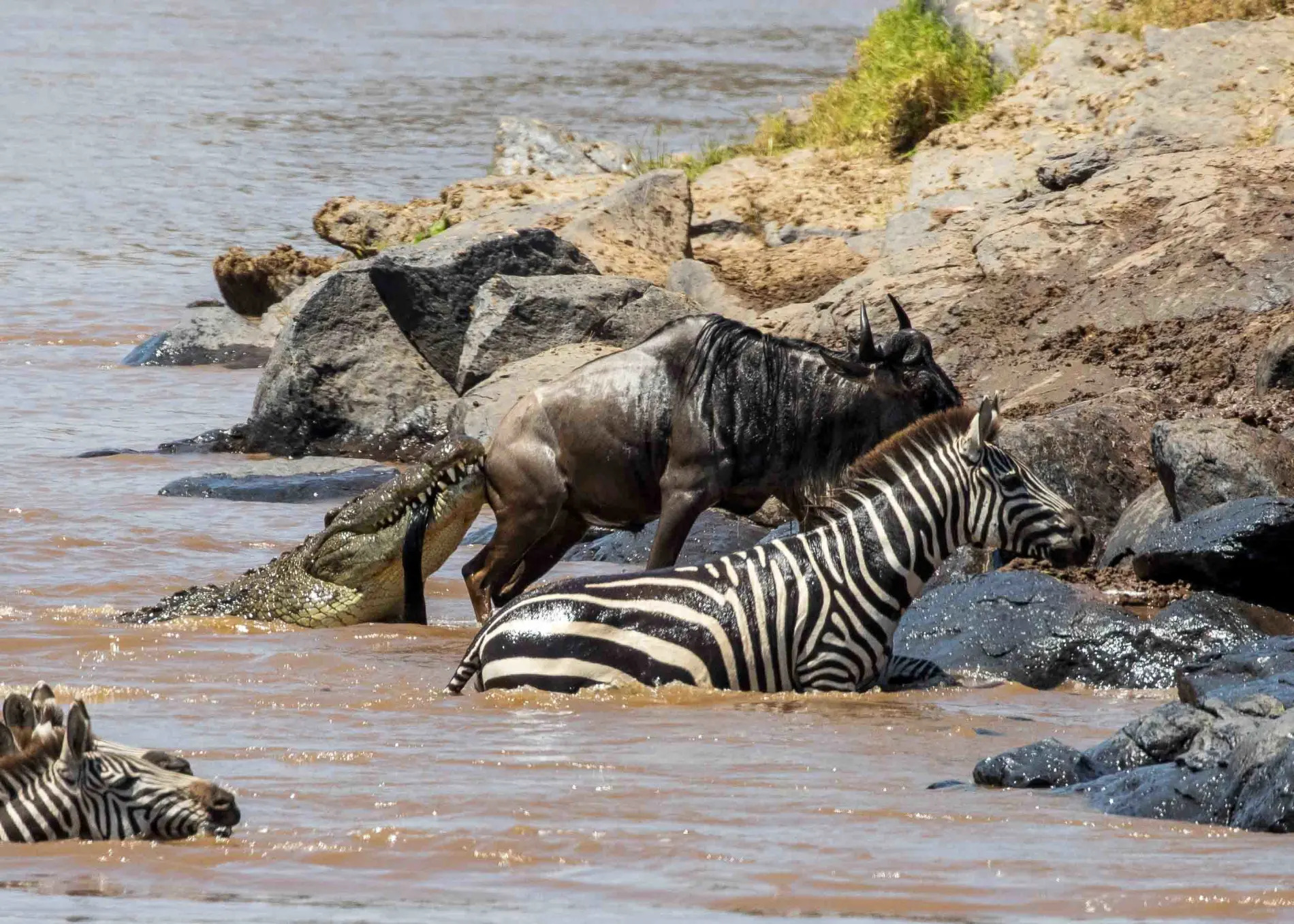 Great Migration Safari